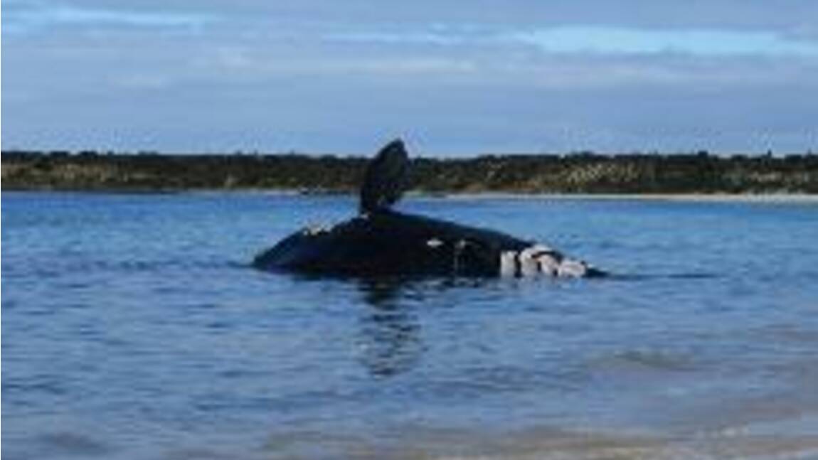 Pic de mortalité chez les baleines franches: le Canada et les Etats-Unis enquêtent