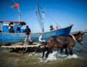 Chine: derniers tours de roue pour les laboureurs de la mer