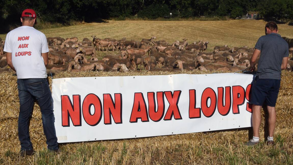 Aveyron: des milliers de bêtes et d'éleveurs réunis contre le loup