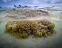 Les récifs coralliens, des barrières de protection fragilisées par l'érosion des sols marins