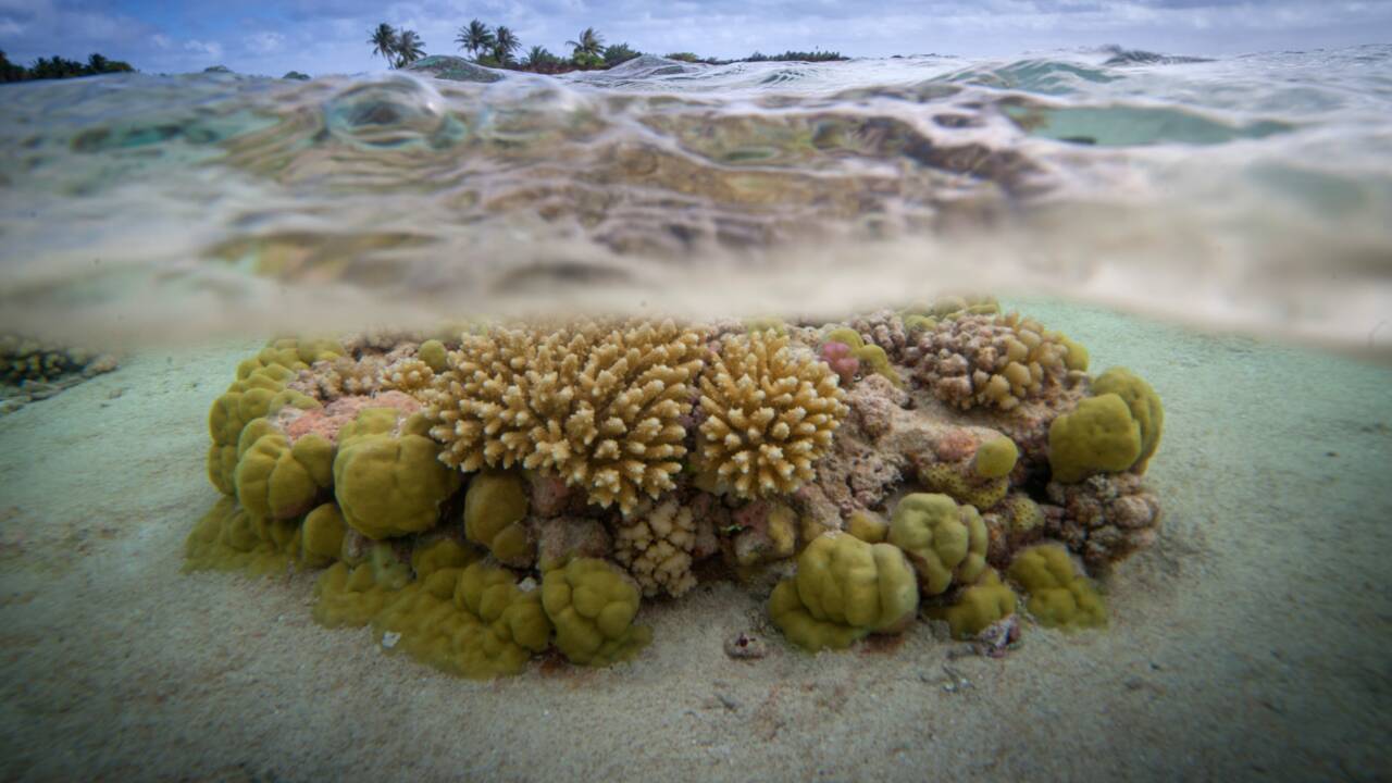 Blanchissement massif des coraux sur l'ensemble du Pacifique