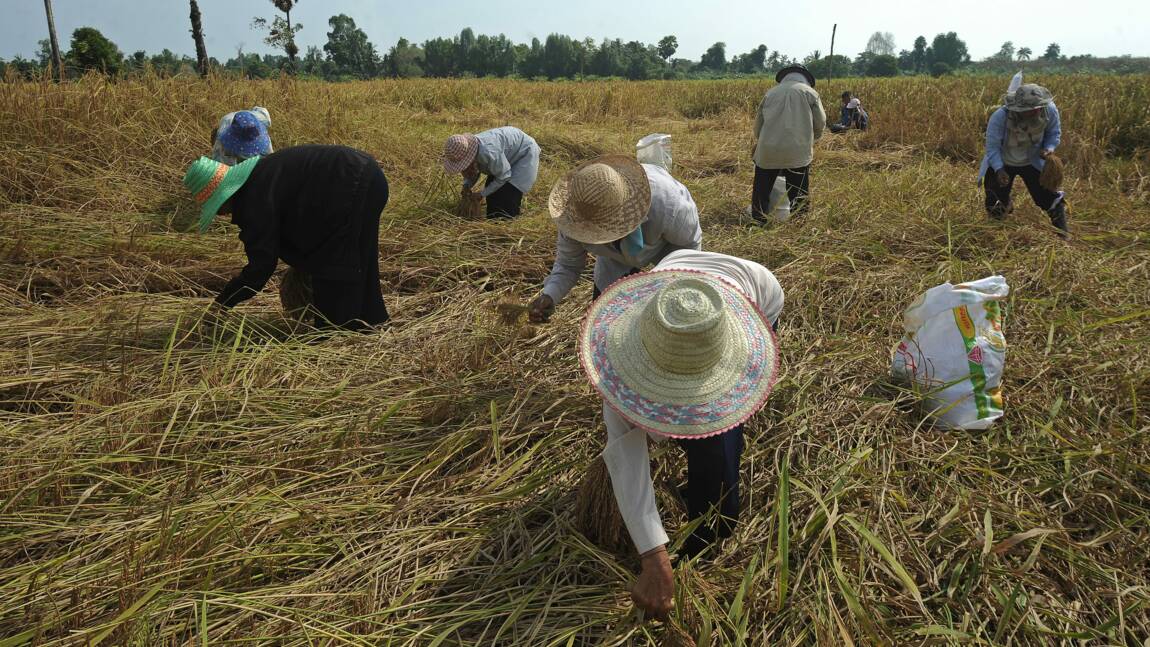 La Thaïlande "restreint" seulement l'usage d'herbicides controversés