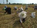 La Thaïlande "restreint" seulement l'usage d'herbicides controversés