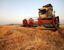Deux nouvelles maladies du blé détectées, la Méditerranée  affectée