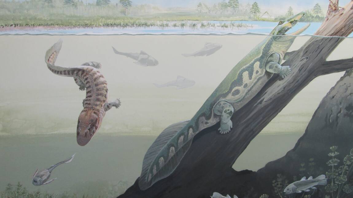 Des fossiles de tétrapodes en Afrique du Sud remettent en cause la théorie des tropiques