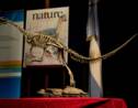 Le Chilesaurus, "l'un des dinosaures les plus intrigants", revèle ses secrets
