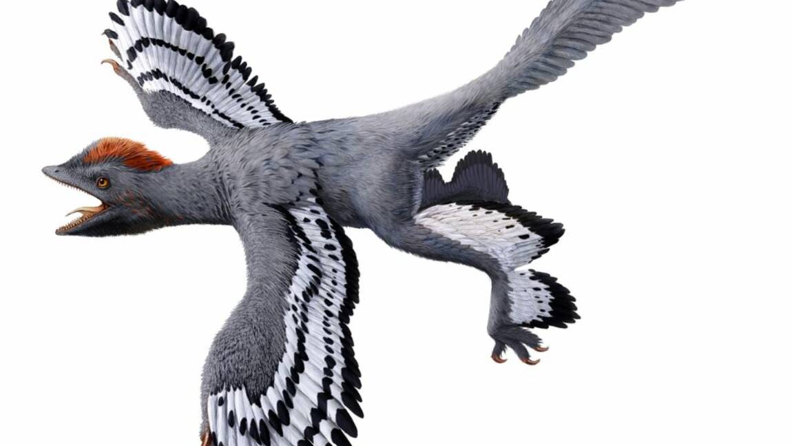 Ce dinosaure à plumes qui avait déjà tout d'un oiseau