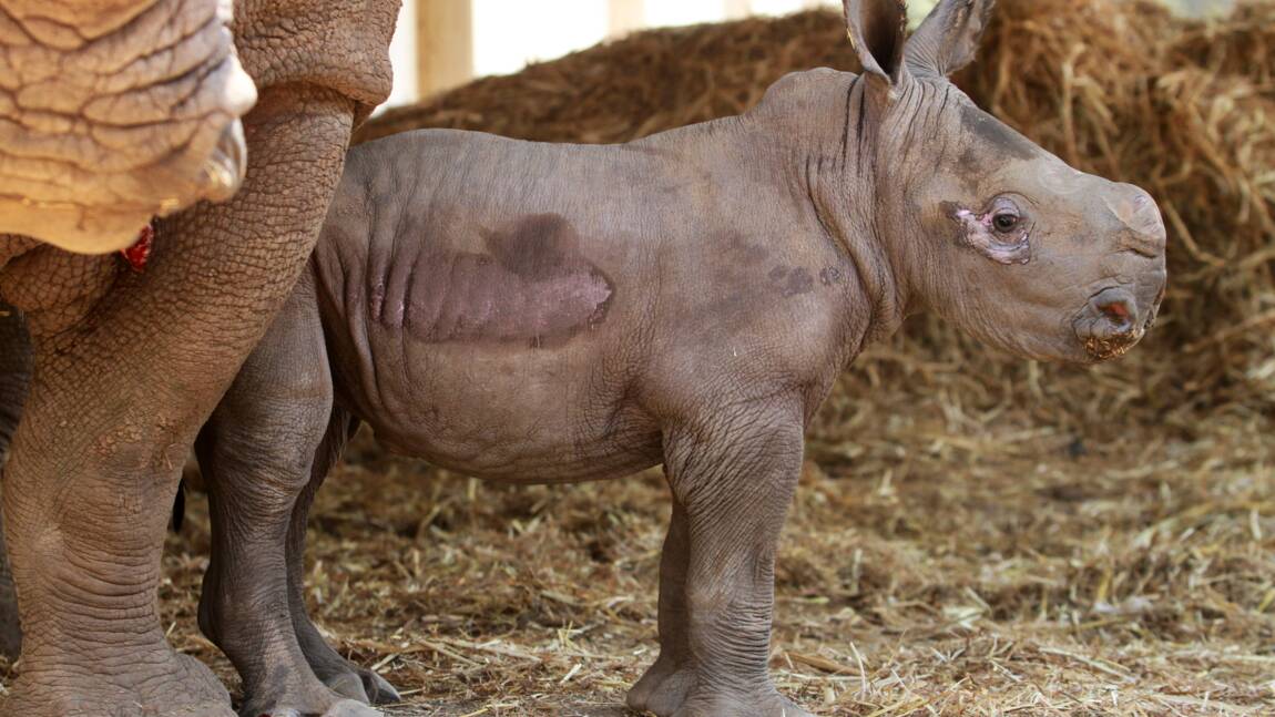 Naissance d'un petit rhinocéros blanc au zoo d'Amnéville