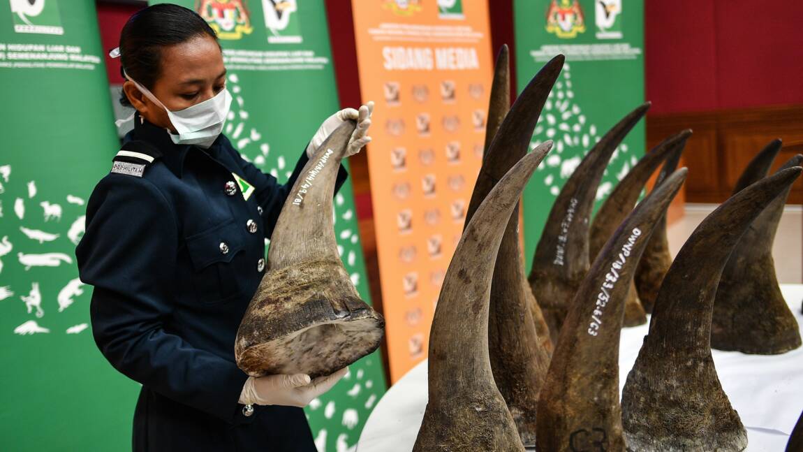 Malaisie : saisie record de cornes de rhinocéros