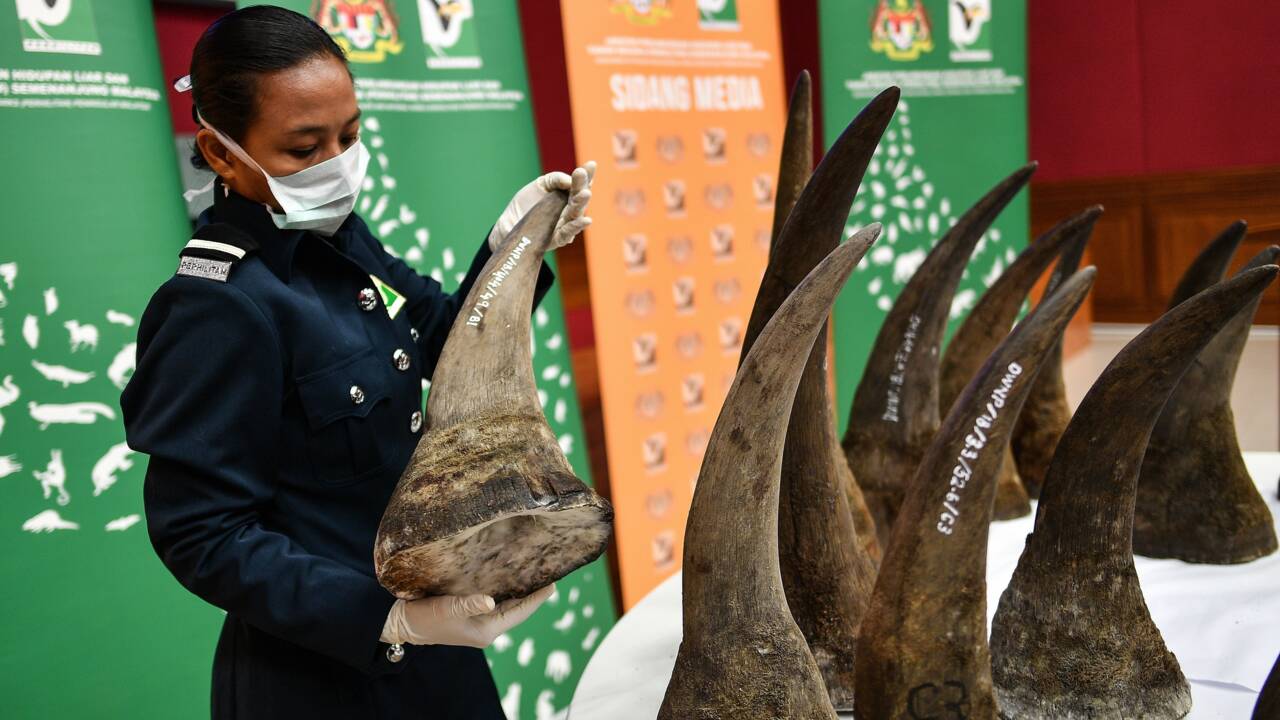 Malaisie : saisie record de cornes de rhinocéros