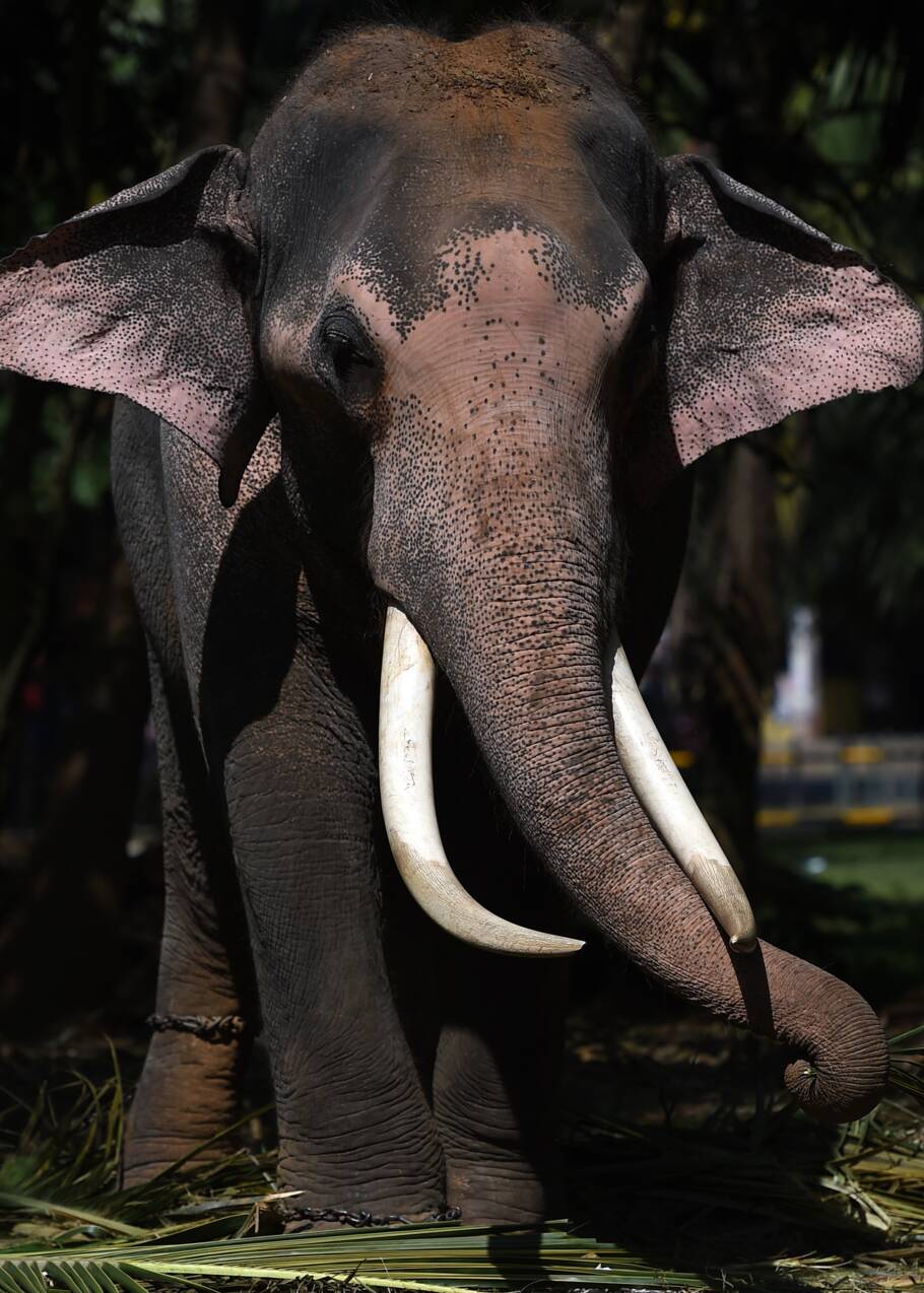 Chine: le commerce de l'ivoire a de la défense à revendre