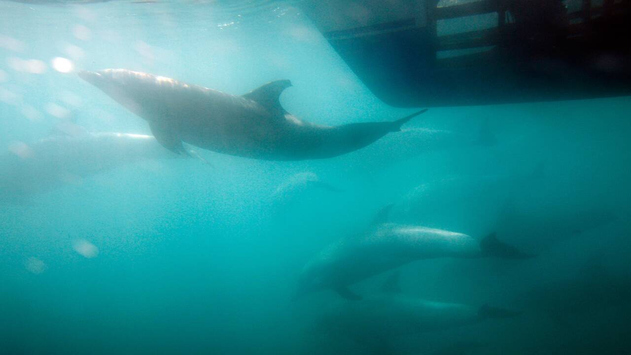 Pêche: des répulsifs acoustiques pour empêcher la capture accidentelle de dauphins