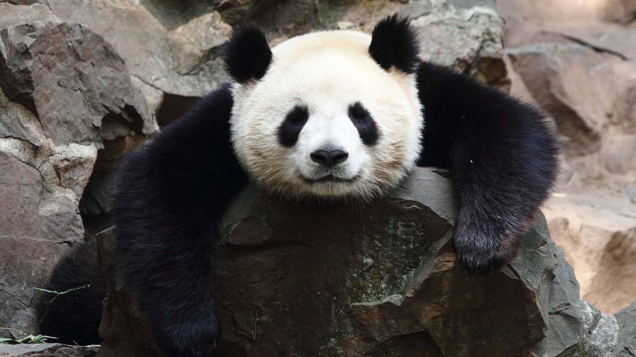 La population de pandas grandit, pas leur territoire