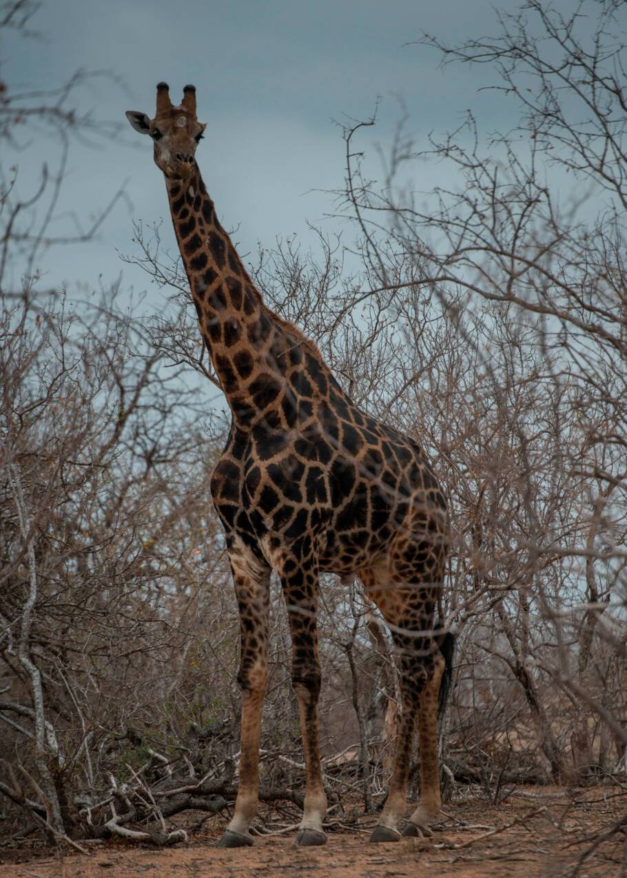La girafe sur la longue liste des espèces menacées