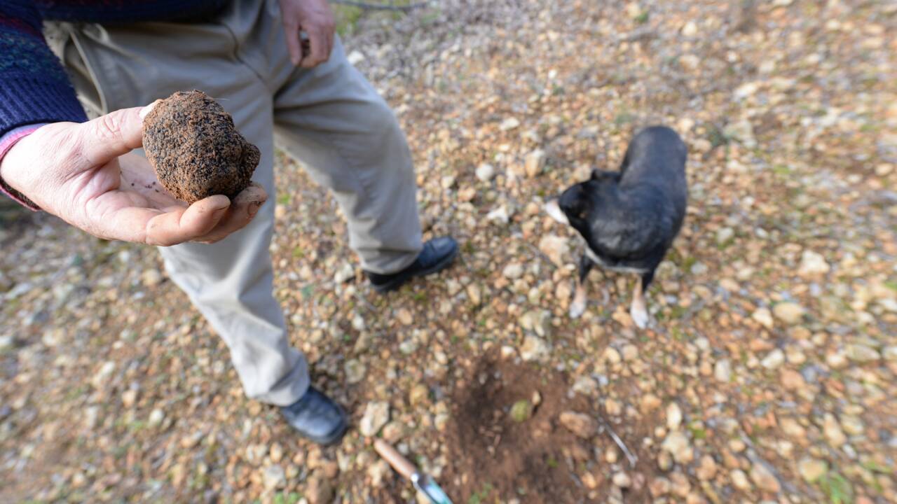 Réchauffement climatique : une truffe noire pousse au Royaume-Uni