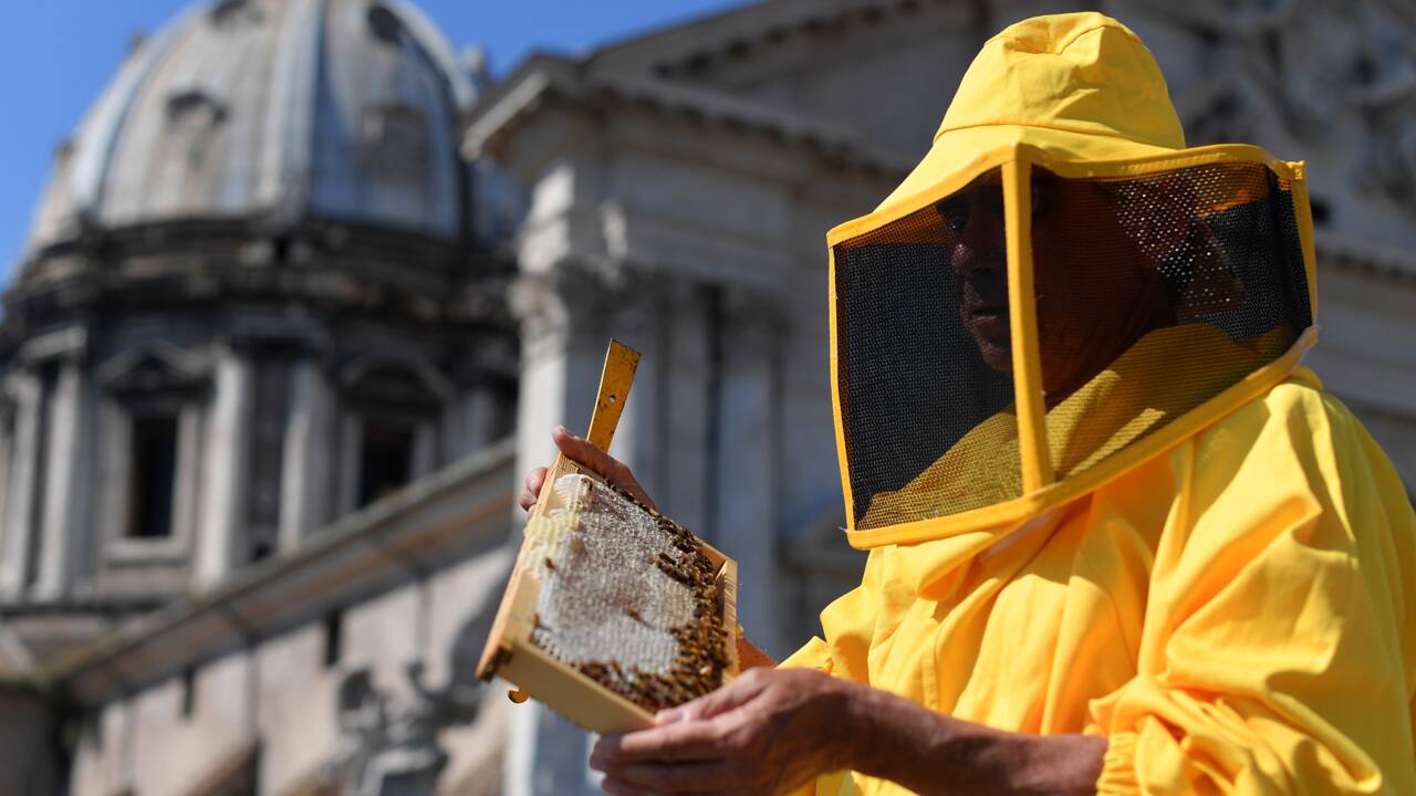 A Rome les abeilles aident à surveiller la pollution de l'air