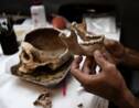 En Grèce, des archéologues enquêtent sur des "cold cases" vieux de 25 siècles