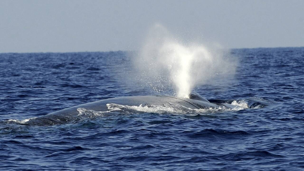 Les baleines bleues sont surtout droitières devenant parfois gauchères pour chasser