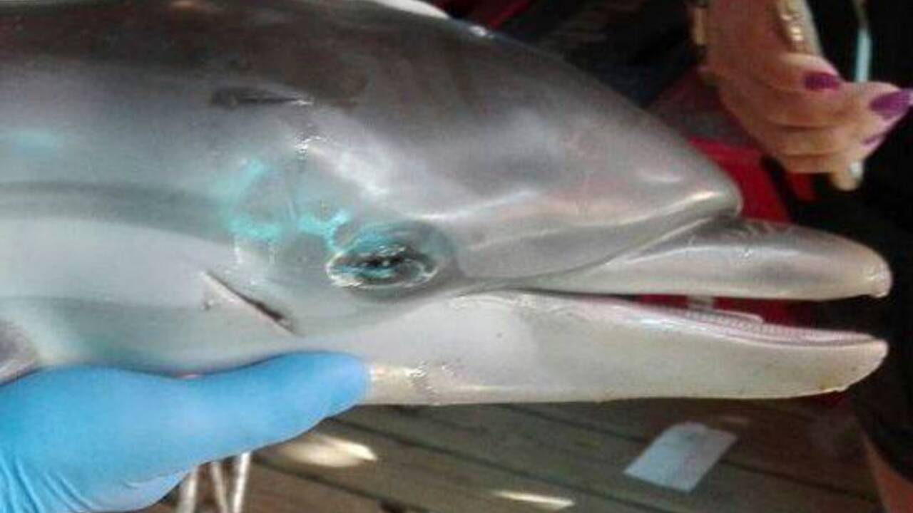 La Mort D Un Bebe Dauphin Encercle Par Des Baigneurs Indigne L Espagne Geo Fr