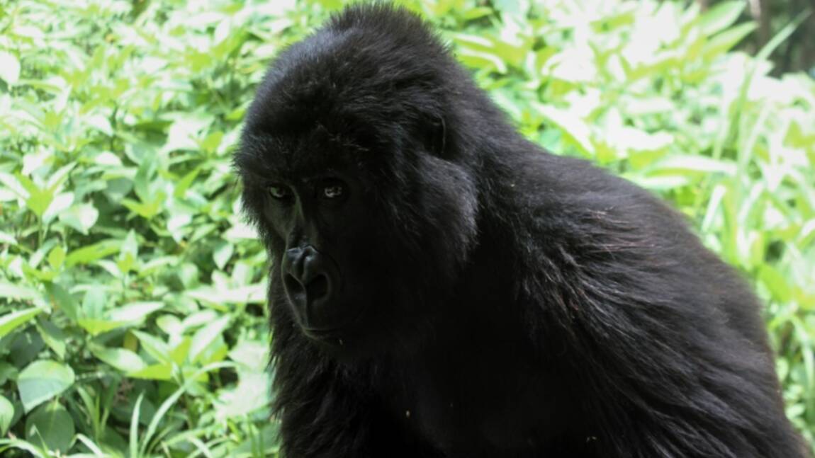 Amour et kalachnikovs au secours des gorilles des montagnes congolais