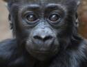 Quelque 60% des primates menacés d'extinction
