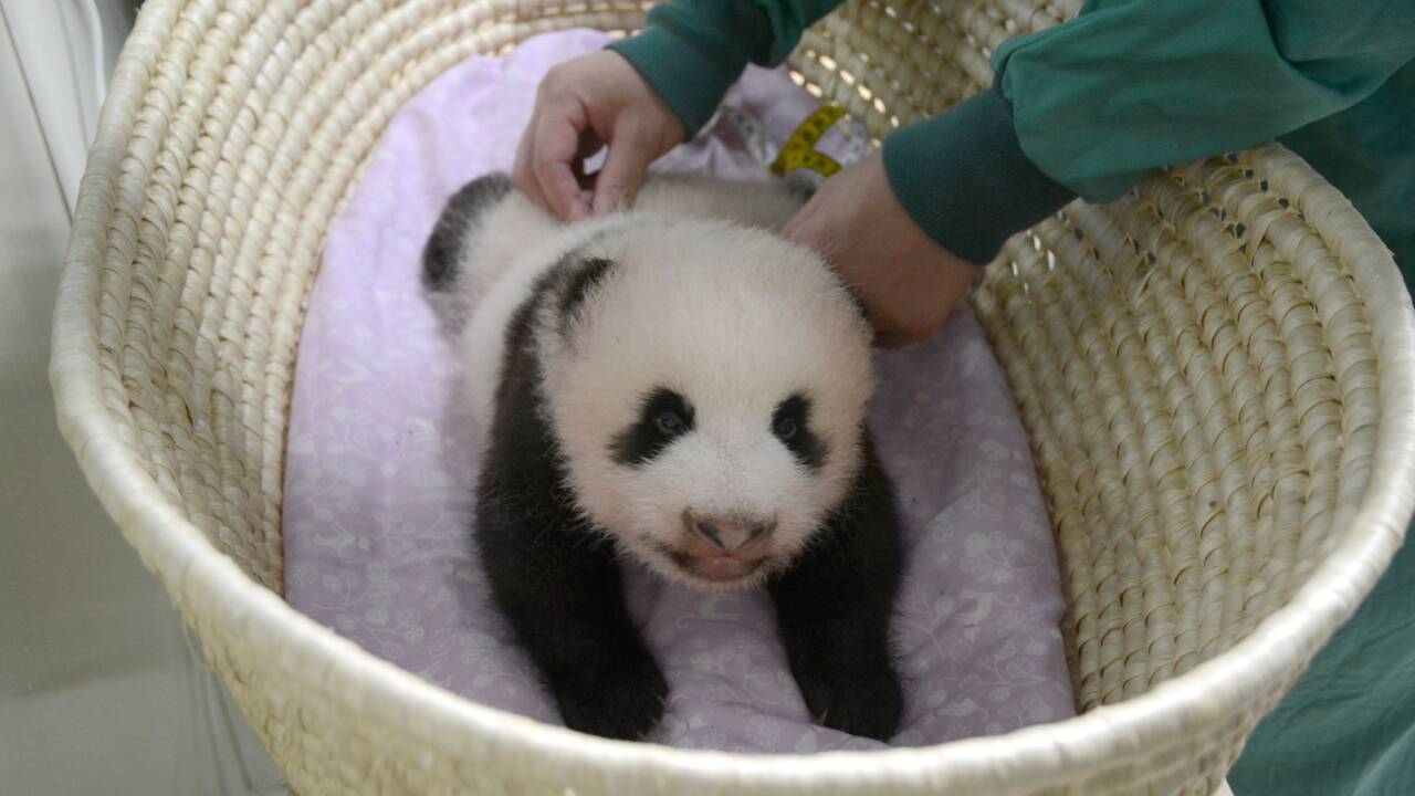 Japon: le bébé panda de Tokyo fête ses deux mois en pleine forme