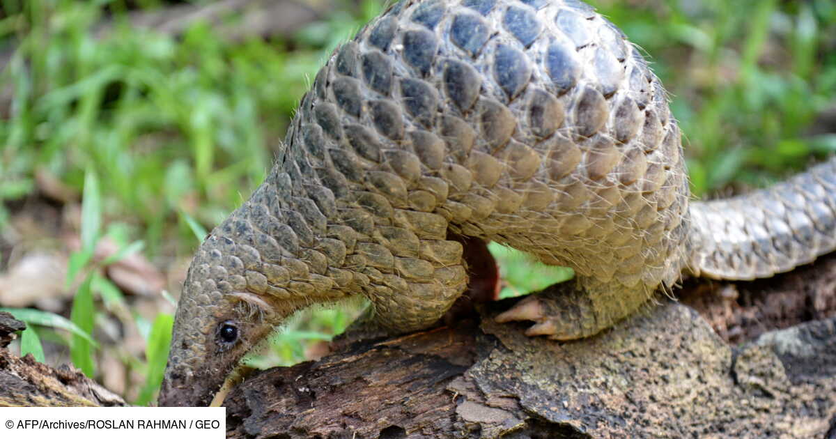 Chine Saisie Monstre D Ecailles De Pangolin Geo Fr