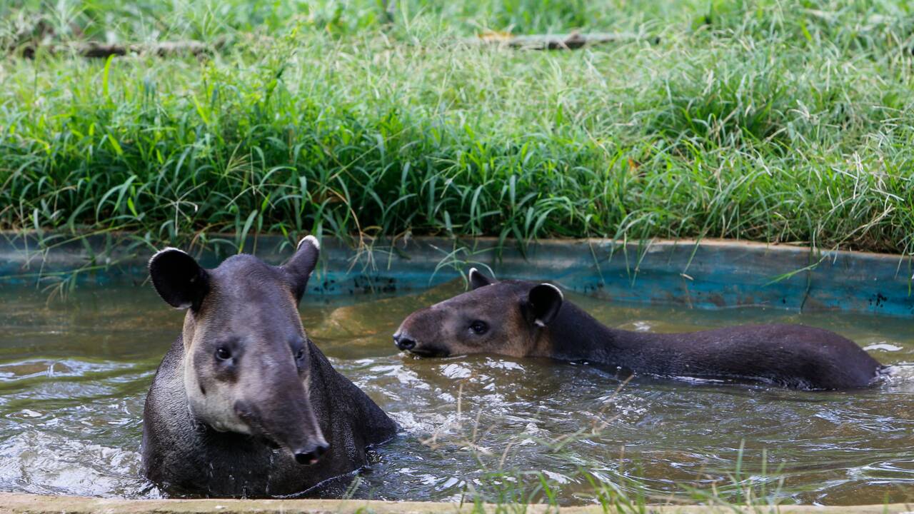 Au Nicaragua, le combat de quelques passionnés pour sauver le tapir