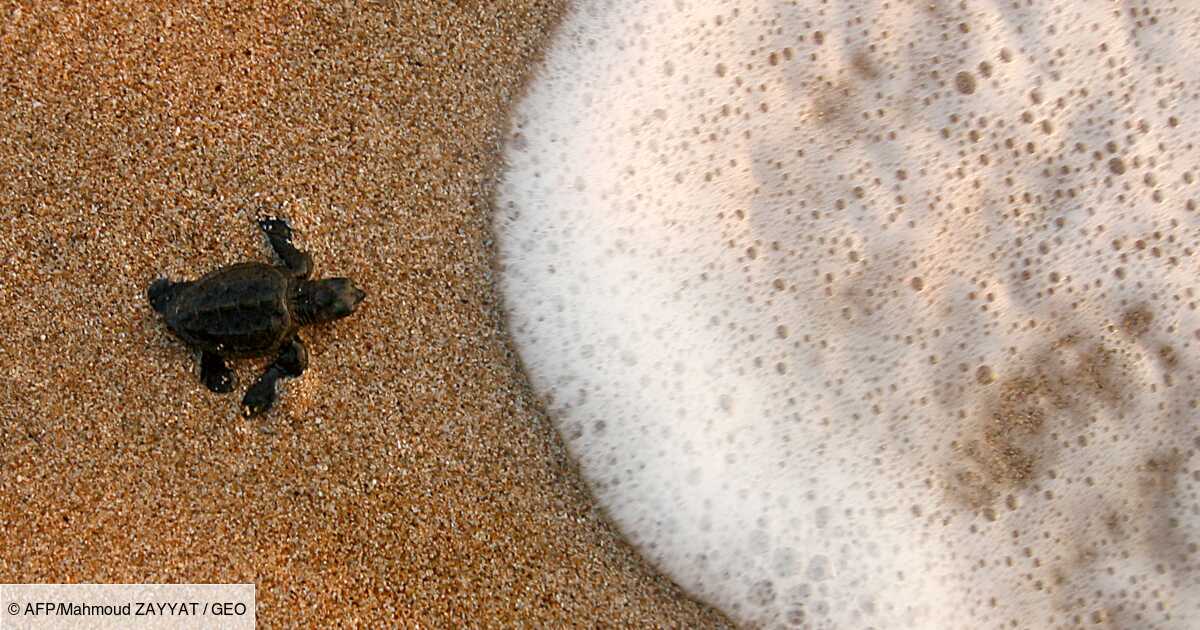 Liban 0 Bebes Tortues Rejoignent La Mer Une Ong Veut Sensibiliser Le Public Geo Fr