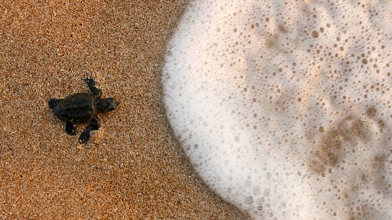 Liban: 200 bébés tortues rejoignent la mer, une ONG veut sensibiliser le public