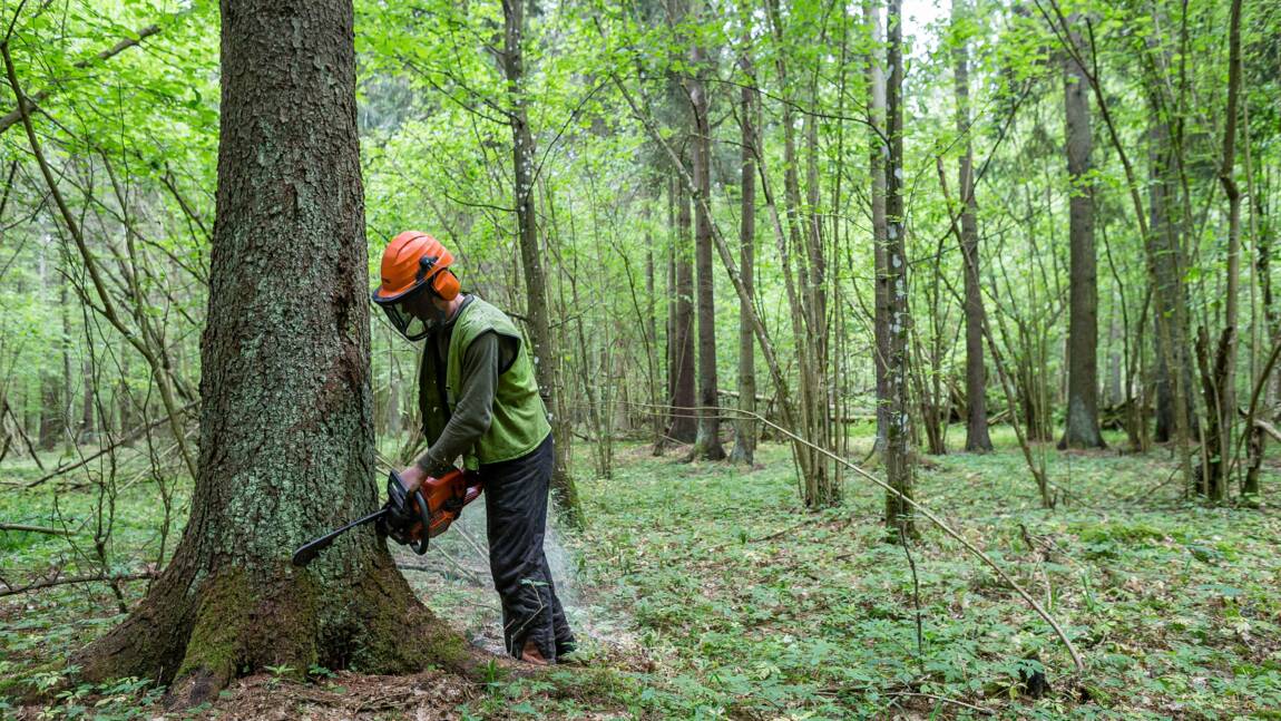 Pologne: Varsovie poursuit des coupes d'arbres à Bialowieza