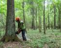 Forêt de Bialowieza : l'UE demande à la Cour de Justice la suspension des coupes