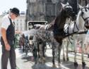 Premier "congé canicule" pour les chevaux de calèche viennois