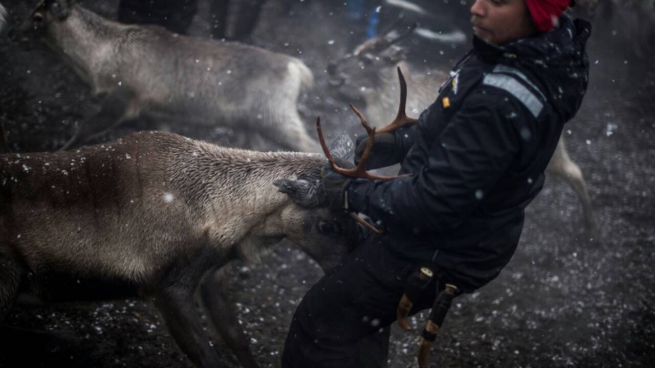 La périlleuse transhumance des rennes en Laponie suédoise