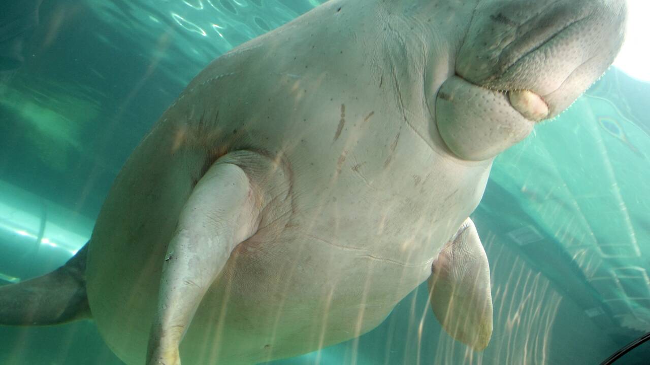 Nouvelle-Calédonie: les dugongs menacés de disparition par le braconnage