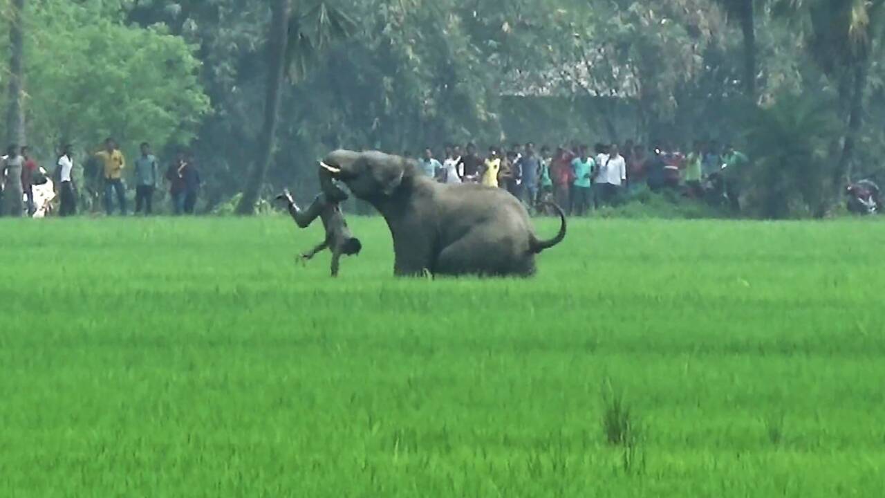 En Inde, une personne tuée chaque jour par un éléphant ou un tigre