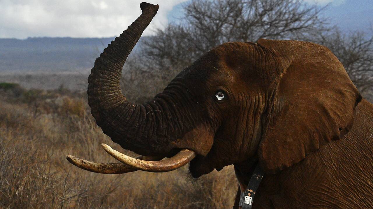 La Chine va interdire le commerce d'ivoire d'ici fin 2017 