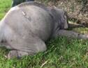 Malaisie: un éléphant tué par un car de touristes