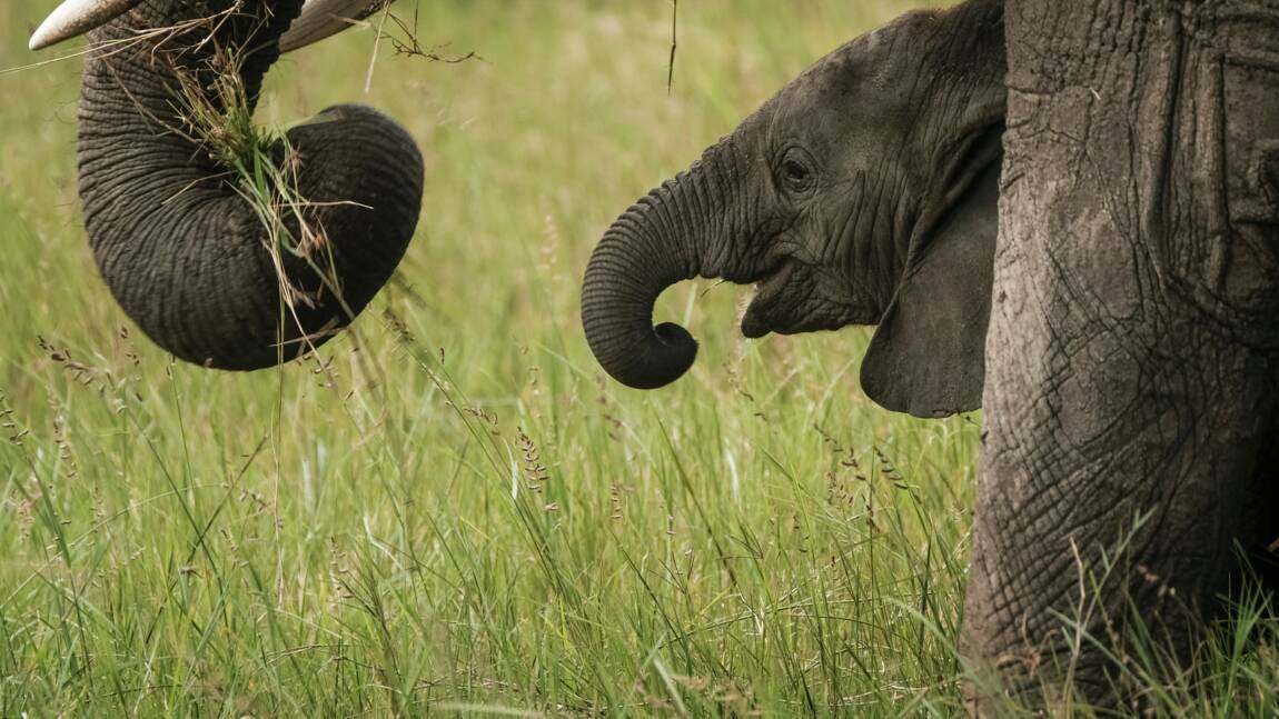 Les éléphants de différentes espèces ne s'accouplent plus entre eux