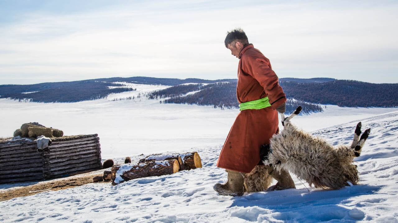 En Mongolie, par -50°C, un nouvel hiver extrême décime les cheptels