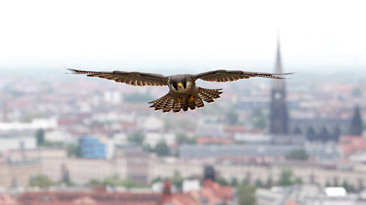 Le faucon pèlerin, inspiration pour contrer des drones illégaux