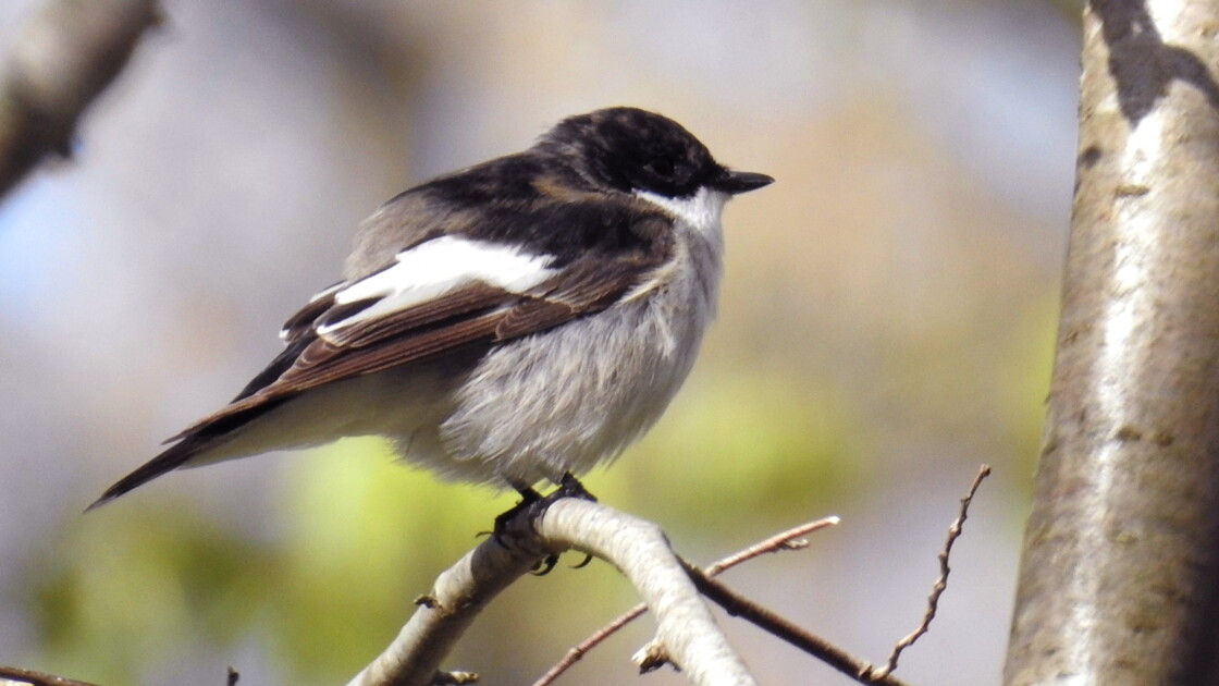 En Matière De Chant Doiseau Les Gènes Font La Différence