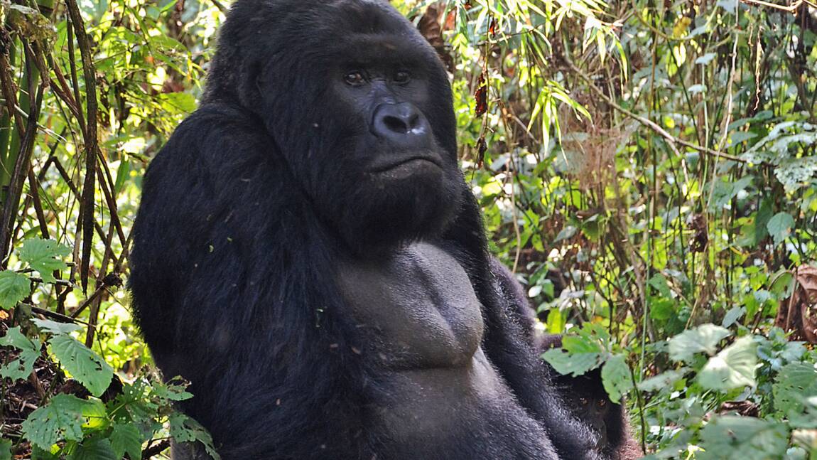 RDC: menacé de toutes parts, le parc des Virunga interdit l'abattage d'arbres