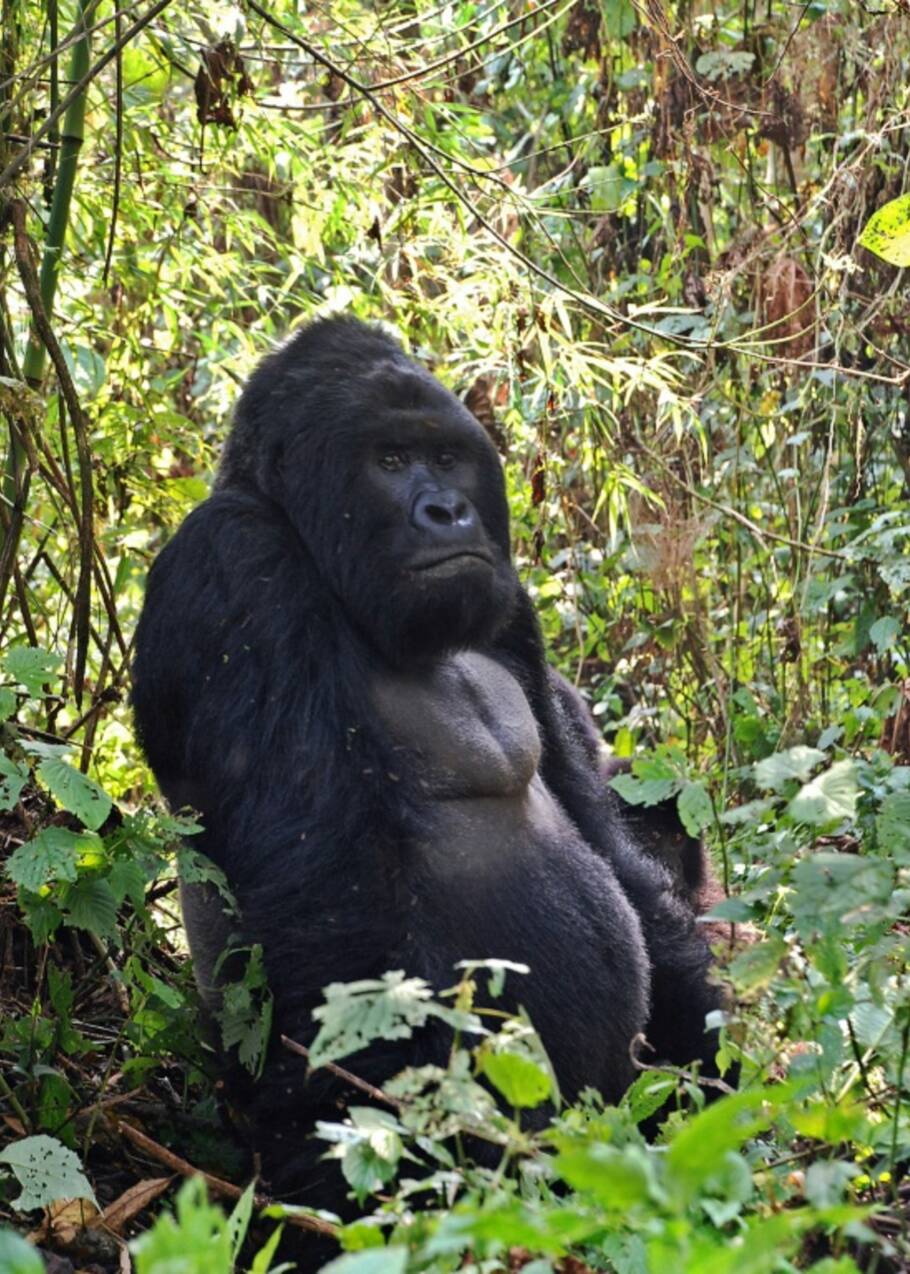 Amour et kalachnikovs au secours des gorilles des montagnes congolais