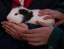 Effectifs en hausse pour le grand hamster d'Alsace, espèce menacée