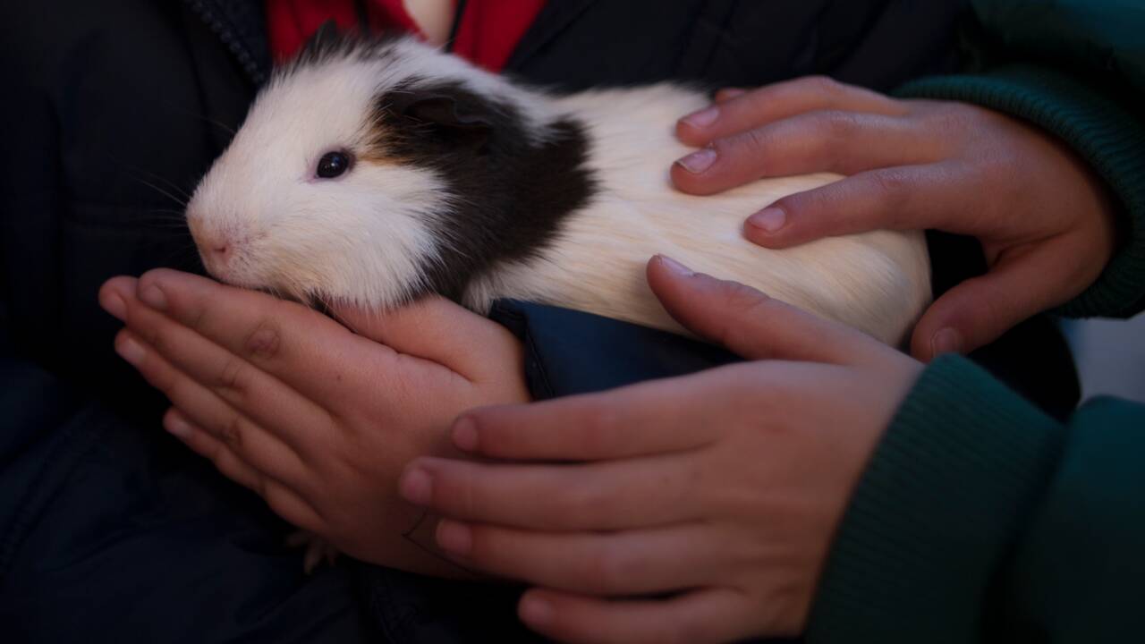 Effectifs en hausse pour le grand hamster d'Alsace, espèce menacée