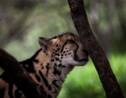 Mobilisation pour sauver les guépards, menacés d'extinction