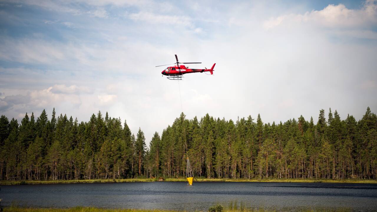 Or vert contre biodiversité: à l'heure des feux, la forêt suédoise fait débat