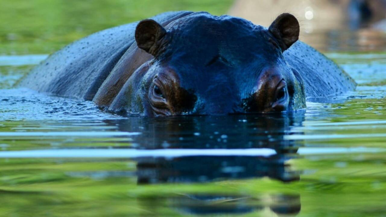 Sénégal: un hippopotame jugé dangereux abattu par des villageois