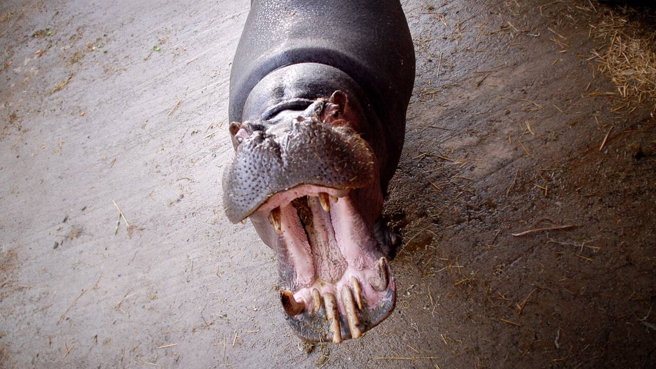 Jumbo l'hippopotame reste dans son cirque après le rejet du recours d'une association